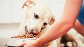 Paws jsou license: 5 lahůdky, od kterého bude váš pes potěšen